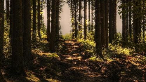 Forêt